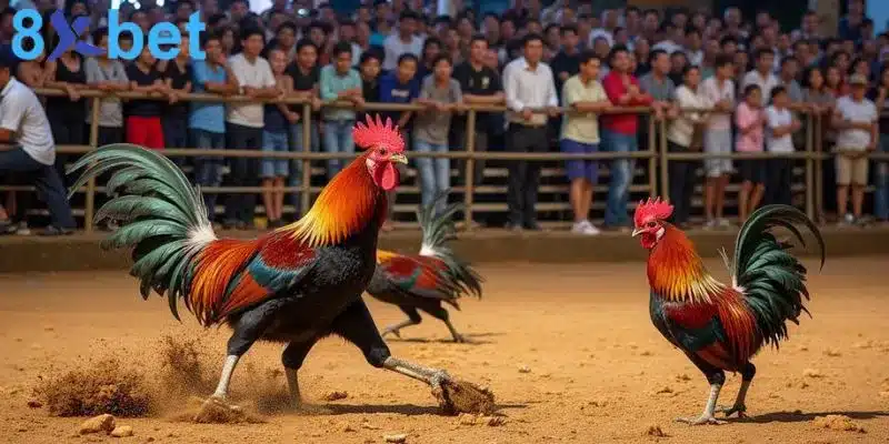 Đá gà trực tiếp - Giải trí kịch tính và đổi đời nhanh chóng Cách thức cá cược đá gà trực tiếp khá đơn giản, dễ hiểu