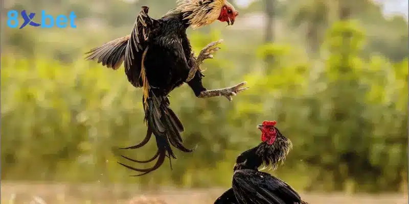 Cách tính điểm trong giải đấu đá gà Thomo